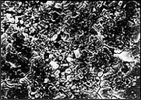 SEM of tar-epoxy film surface